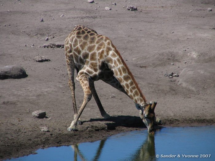 Bij Chudop waterhole in Etosha NP