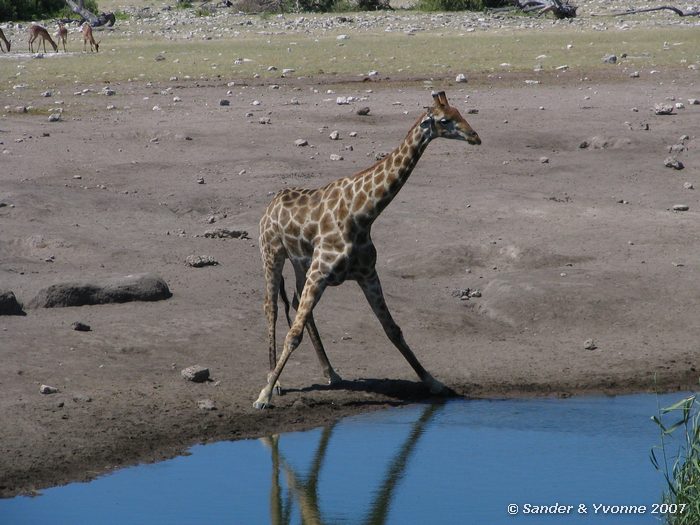 Bij Chudop waterhole in Etosha NP