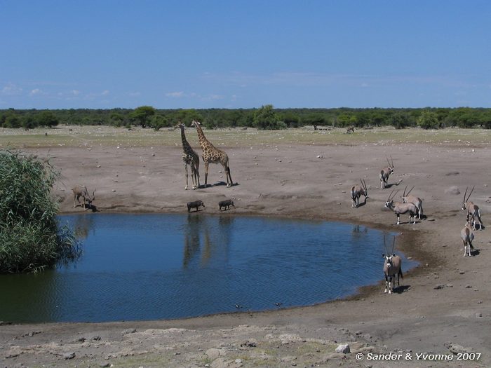Bij Chudop waterhole in Etosha NP