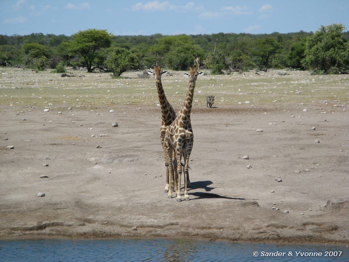 Bij Chudop waterhole in Etosha NP