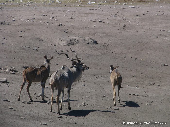 Bij Chudop waterhole in Etosha NP