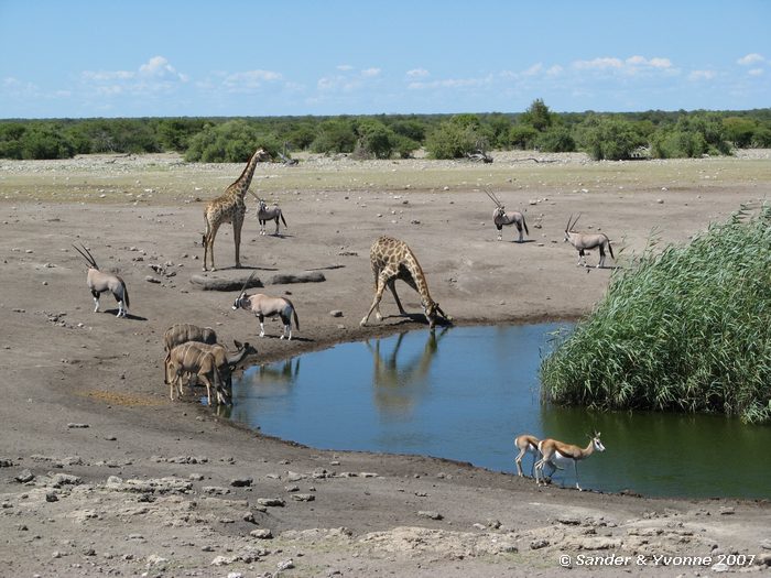 Giraffes, kudus, impalas en gemsbokken bij Chudop waterhole in Etosha NP