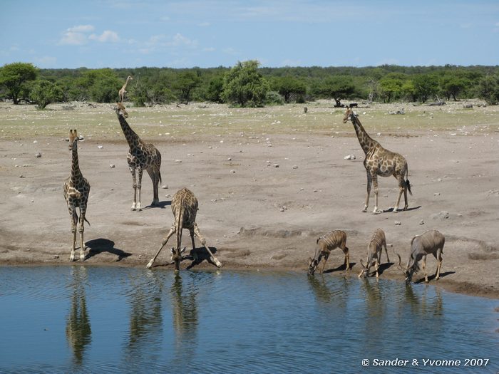 Bij Chudop waterhole in Etosha NP
