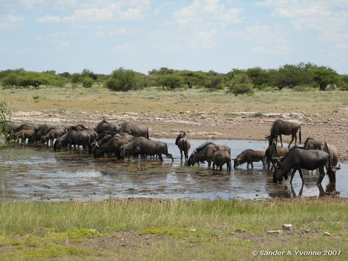 Gnoes bij waterhole Namutoni campsite