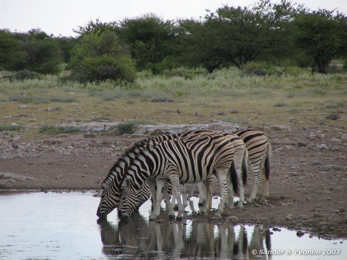Zebras bij waterhole Namutoni campsite
