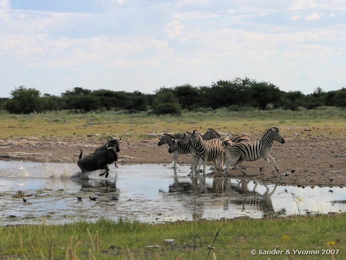 Twee rivaliserende gnoes laten de zebras schrikken bij waterhole Namutoni campsite