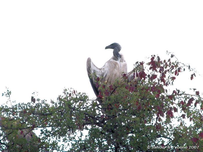 Witruggier op de dik-dik drive in Etosha NP