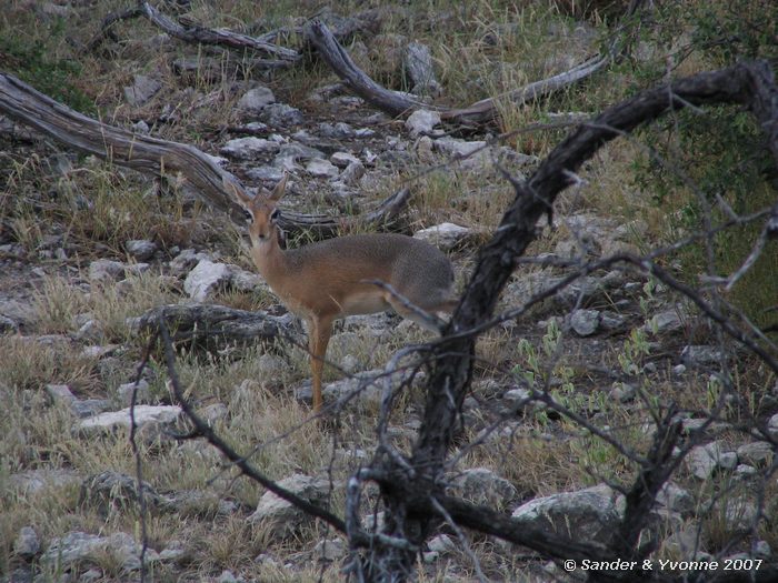 Op de dik-dik drive in Etosha NP