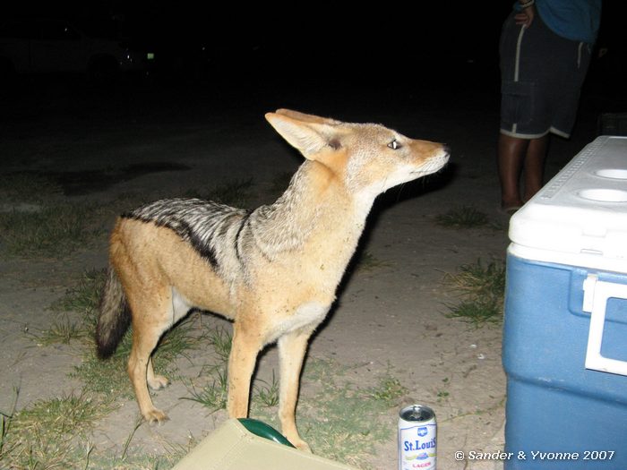 Jakhals op de campsite Namuton in Etosha NP