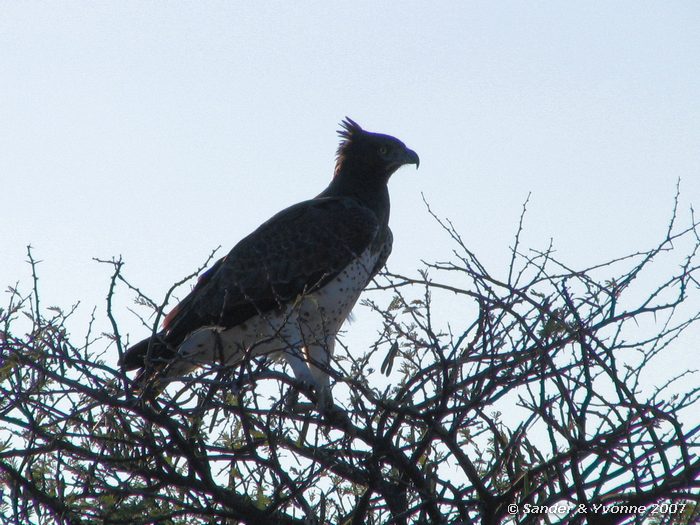 Afrikas grootste arend in Etosha NP