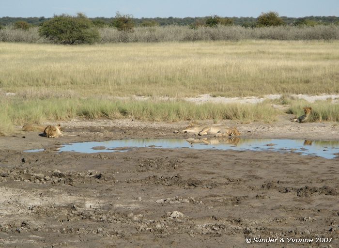 Groep jonge mannetjesleeuwen vlakbij Aroe waterhole in Etosha NP