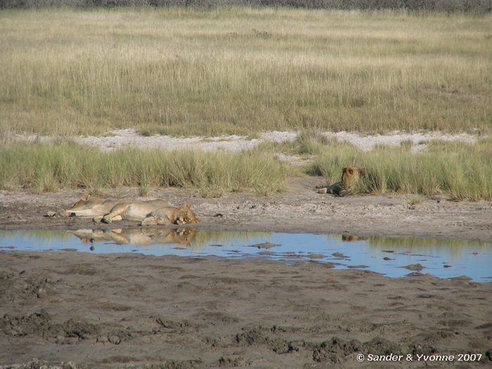 Vlakbij Aroe waterhole in Etosha NP