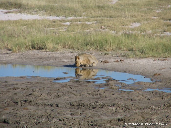 Leeuw vlakbij Aroe waterhole in Etosha NP
