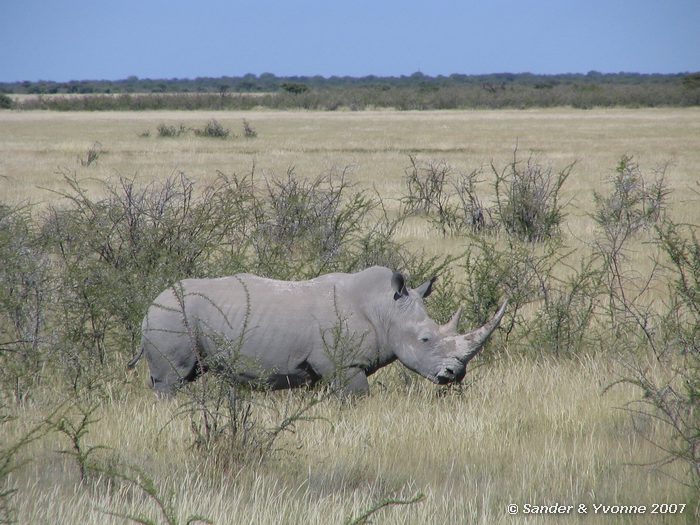 Langs de weg in Etosha NP