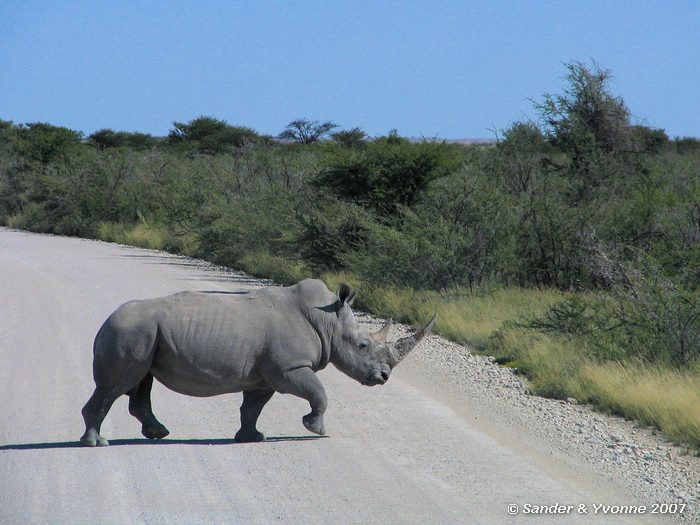 Steeks voor ons over in Etosha NP