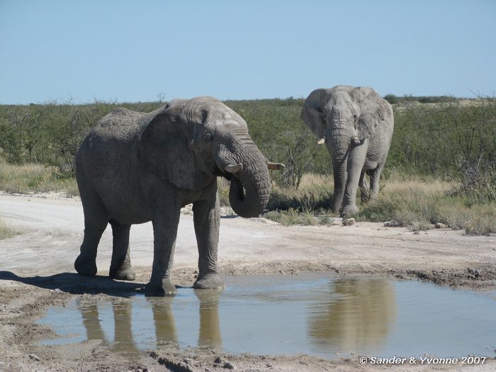 Drinkende olifanten in Etosha NP