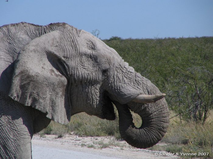 Drinkende olifant in Etosha NP