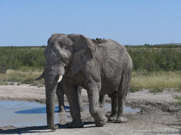 Oude olifant in Etosha NP