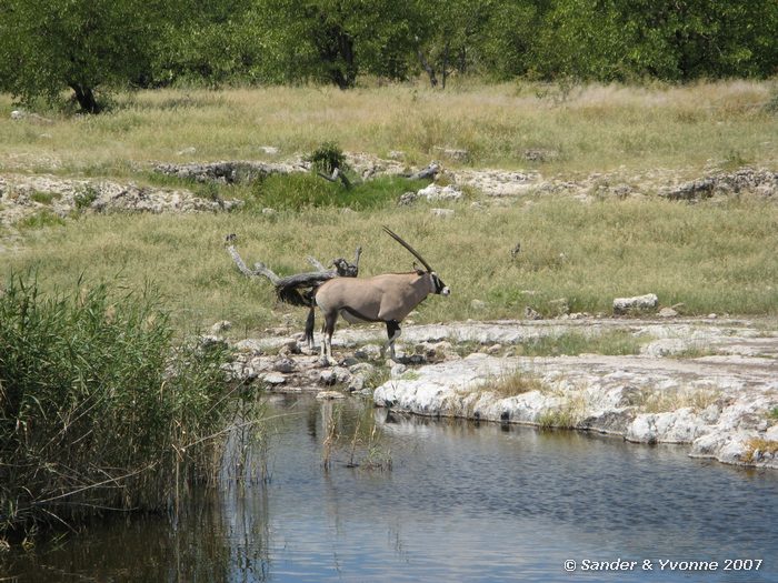 Gemsbok bij Nuamses waterhole in Etosha NP