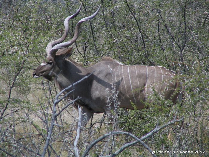 Mannetjeskudu in Etosha NP
