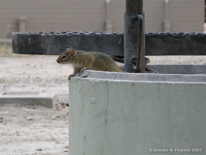 Geelpooteekhoorn, Halali campsite, Etosha NP