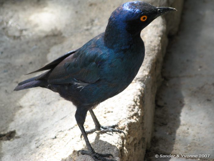 Blauwoor glansspreeuw, Halali campsite, Etosha NP