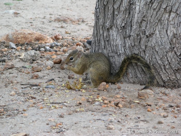 Geelpooteekhoorn, Halali campsite, Etosha NP