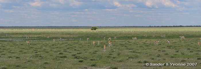 Springbokken zo ver als het oog kan reiken in Etosha NP