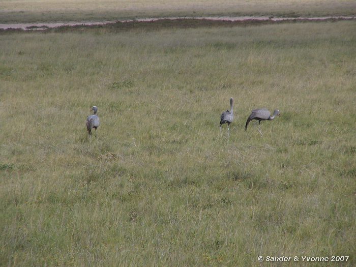 Stanley-kraanvogels in Etosha NP
