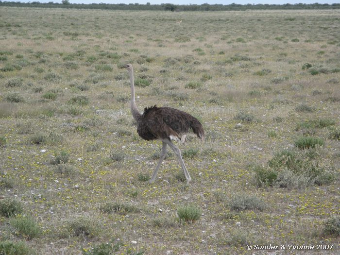 Struisvogelvrouwtje in Etosha NP