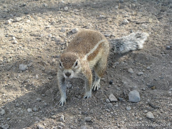 In Okaukuejo campsite in Etosha NP