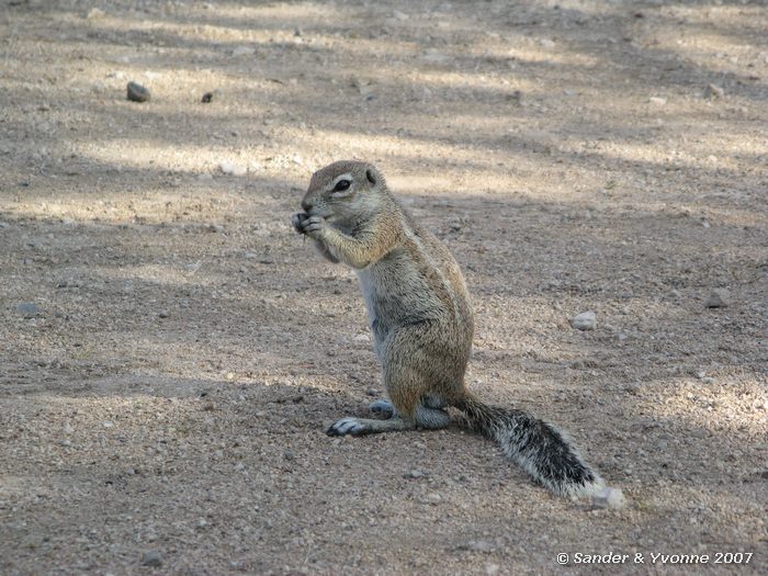 In Okaukuejo campsite in Etosha NP
