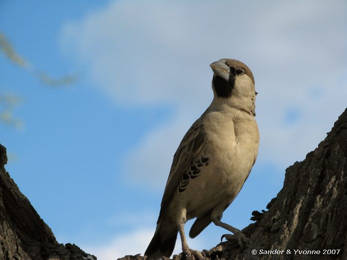 Van het grote nest in Okaukuejo campsite in Etosha NP