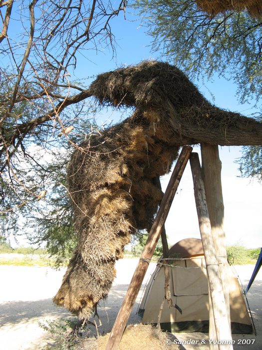Nest van republikeinwevers in Okaukuejo campsite in Etosha NP