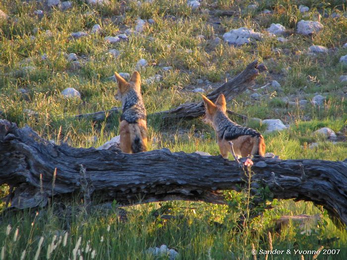 Jakhalzen bij waterhole Okaukuejo campsite in Etosha NP