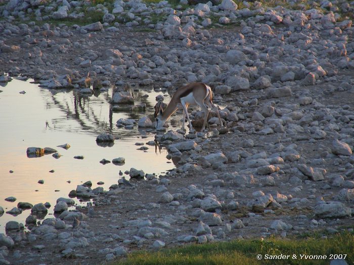 Springbok bij waterhole Okaukuejo campsite in Etosha NP