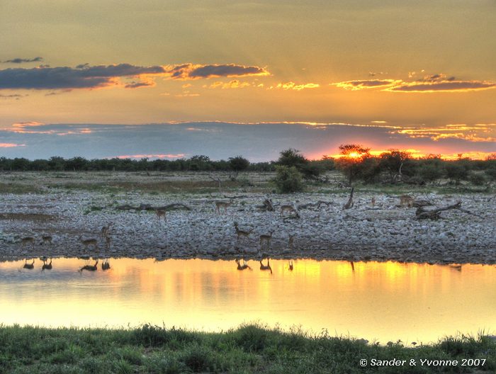 Impalas bij waterhole Okaukuejo campsite in Etosha NP