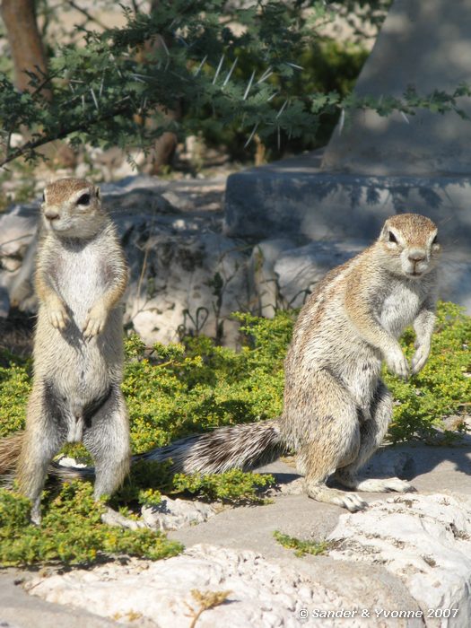 In Okaukuejo campsite in Etosha NP