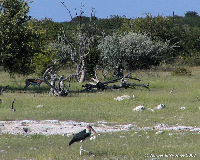 En springbok in Etosha NP