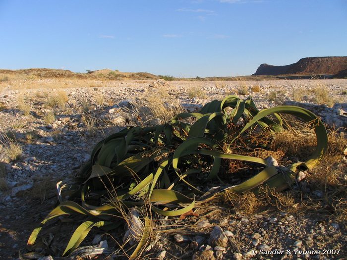 Welwitshia in de buurt van de verbrande berg (Twijfelfontein)