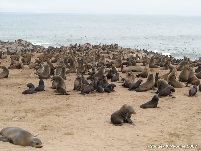 De grote kolonie Kaapse pelsrobben bij Cape cross