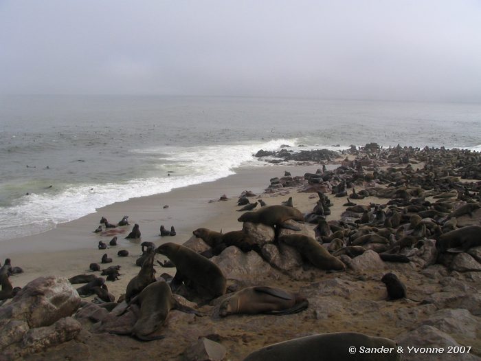 De grote kolonie Kaapse pelsrobben bij Cape cross