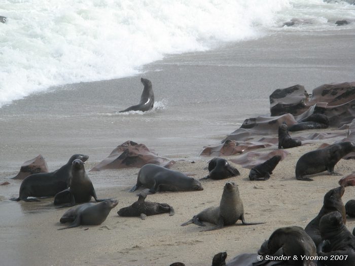 De grote kolonie Kaapse pelsrobben bij Cape cross