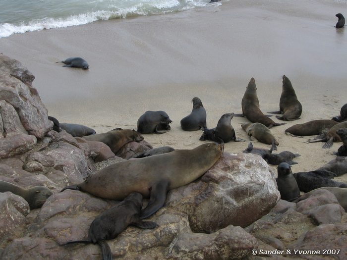 De grote kolonie Kaapse pelsrobben bij Cape cross