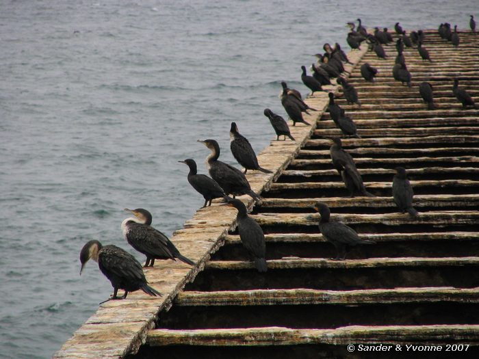 Aalscholvers en Kaapse aalscholvers op de pier van Swakopmund