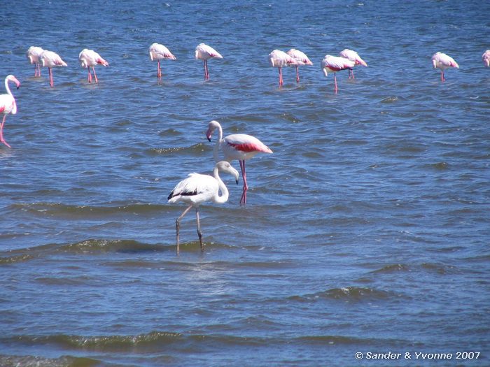 Grote flamingos in Walvisbaai