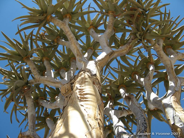 Van de takken maakten de Bosjesmannen pijlenkokers