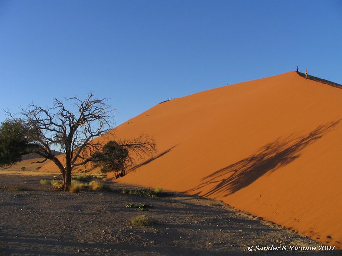 Boom probeert te overleven in de Namib
