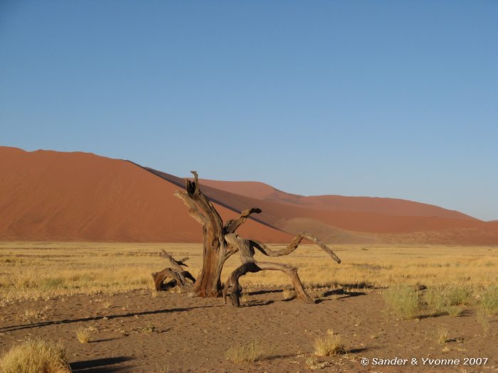 Deze boom overleefde de woestijn uiteindelijk niet