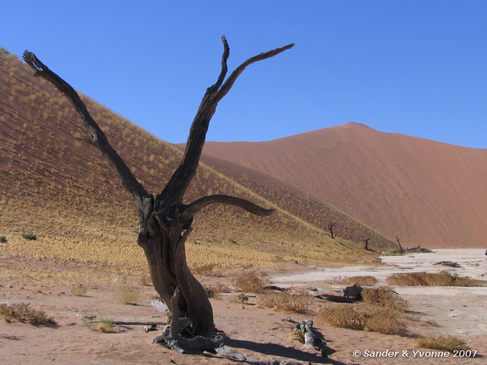 Deze bomen zijn al duizend jaar dood